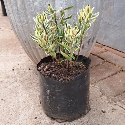 Hebe Franciscana "Large Shrubby Veronica" 2.5Liter