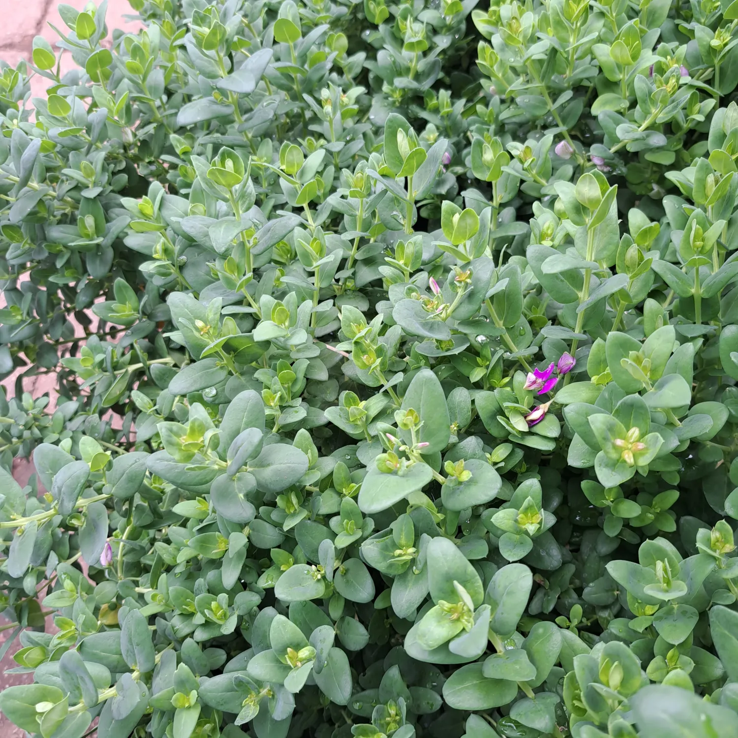 Polygala Fruticosa Petit 10 Liter