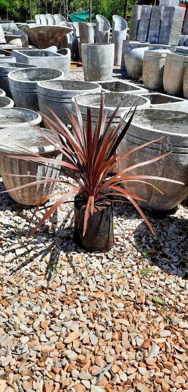 Cordyline Australis "Red Star" 5Liter