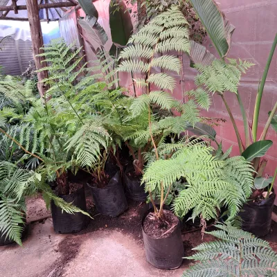 Cyathea Australis Tree fern 10 Liter