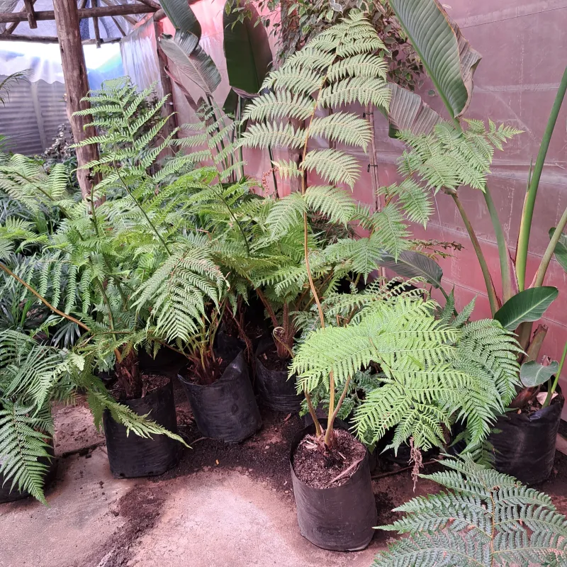 Cyathea Australis Tree fern 10 Liter