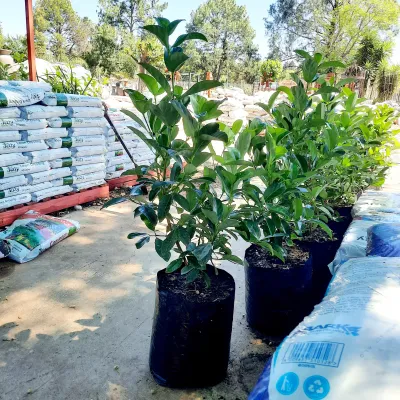 Viburnum Odoratissimum Sinensis "Sweet Viburnum"Bush 20 Liter