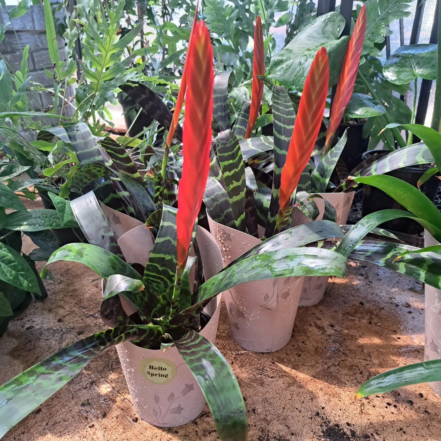 Vriesea Zebra 14cm
