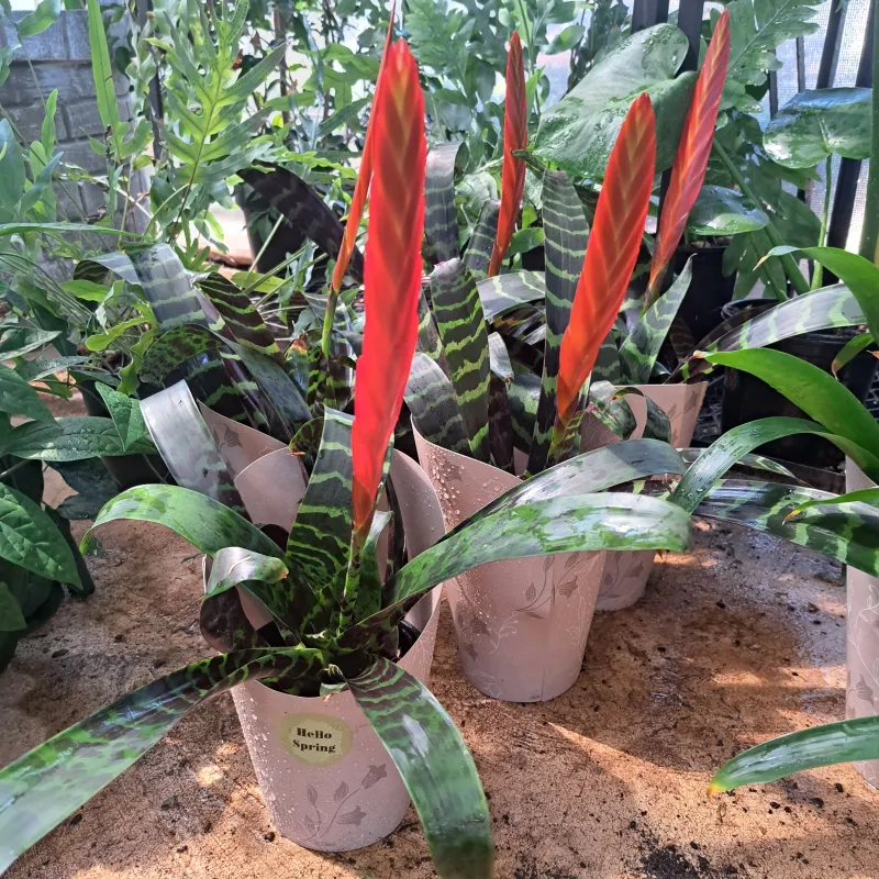 Vriesea Zebra 14cm