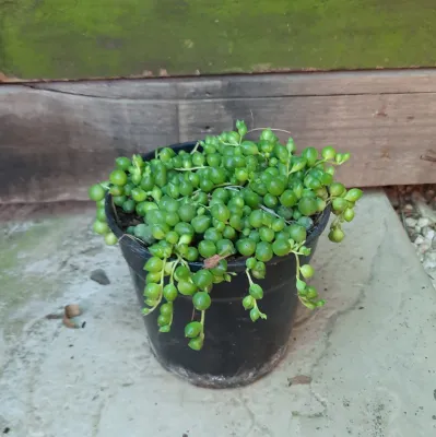 Senecio Rowleyanus  "String Of Pearls" 12cmPot