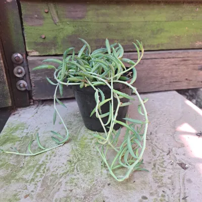 Senecio Radicans "String Of Hooks" 12cmPot