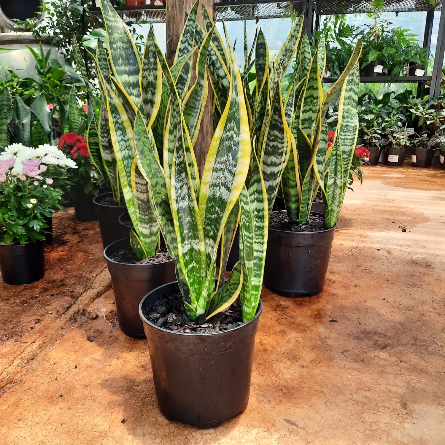Sansevieria Variegated 19cm