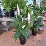 Spathiphyllum Peace Lily 14cm