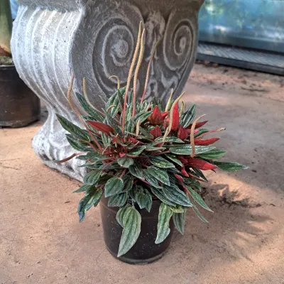 Peperomia Caperata  "Zorro Peperomia" 12cmPot
