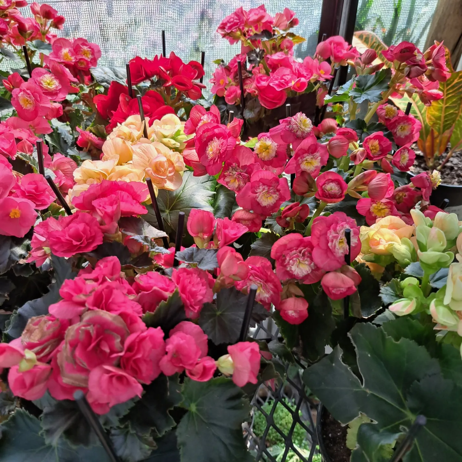 Begonia Elatior Hybrid Mixed Colours 14cm