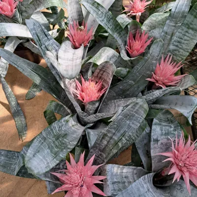 Aechmea Fasciata "Aechmea Bromeliad" 19cmPot