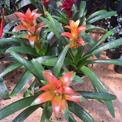 Guzmania &quot;Mixed&quot; 14cm