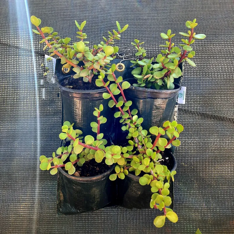 4 Pocket Hang Up Bag