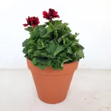 Terracotta Pot Standard 24cm