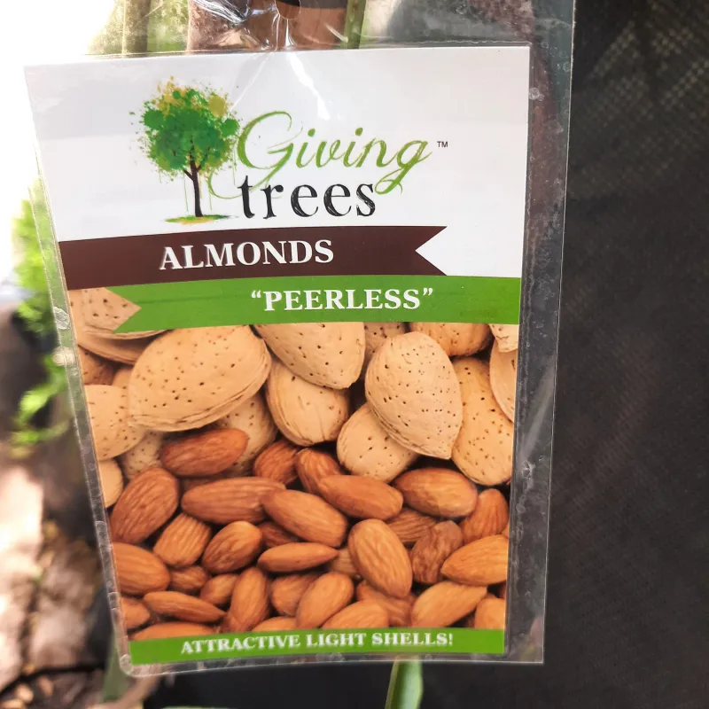 Almond &quot;Peerless&quot; 10L