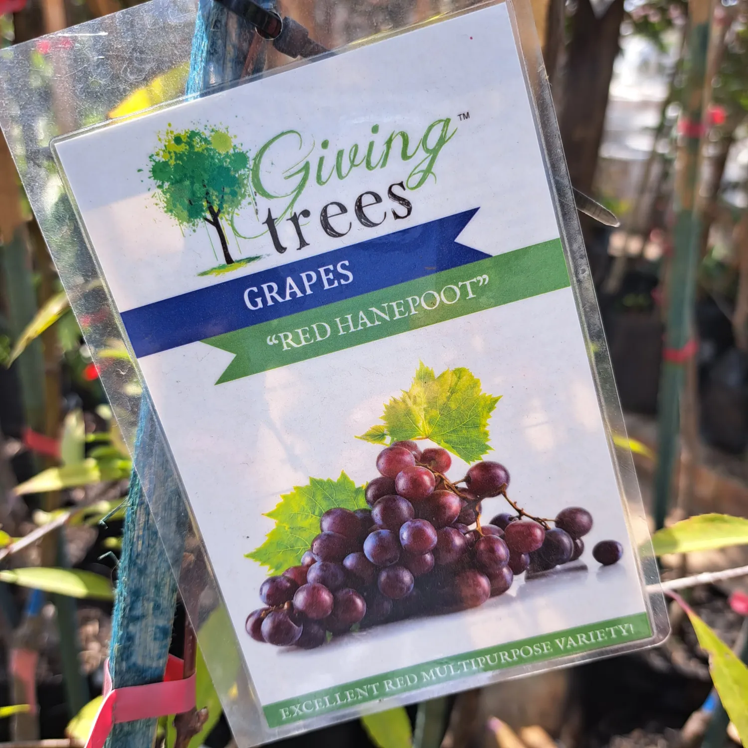 Grape &quot;Red Hanepoot&quot; 10L