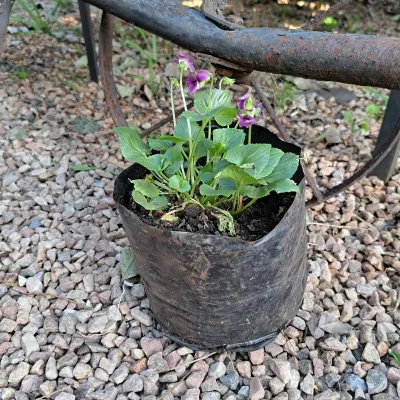 Viola Odorata "Sweet Viola Pink" 2Liter