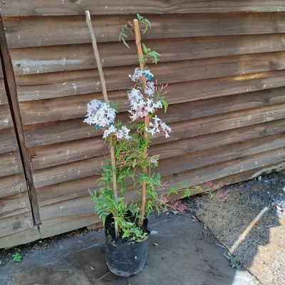 Jasminum Polyanthum "Chinese Jasmine" 5Liter