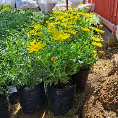 Leucanthemum x Superbum "Daisy Bush Yellow" 4Liter