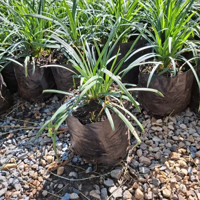 Ophiopogon Jaburan "Dwarf Lilly Turf" 2Liter