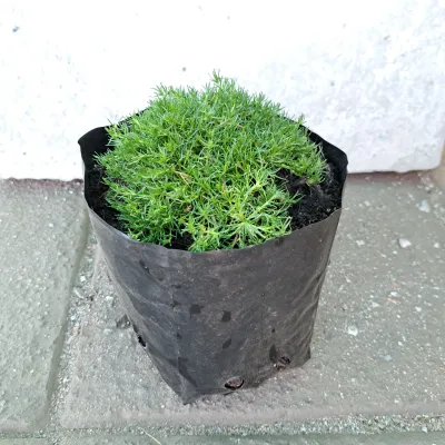 Minuartia Green "Irish Moss" 3Liter