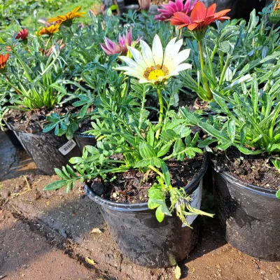 Gazanias "Treasure Flower" Mixed Colours