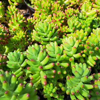 Sedum Rubrotinctum "Jelly Bean Plant" 2Liter