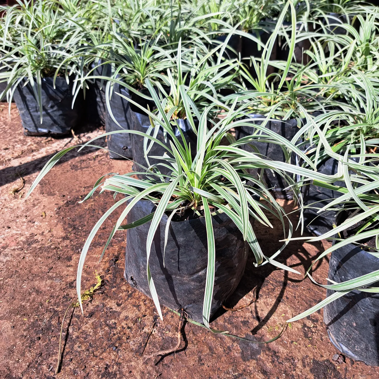 Ophiopogon Jaburan &#39;Vittatus&#39;