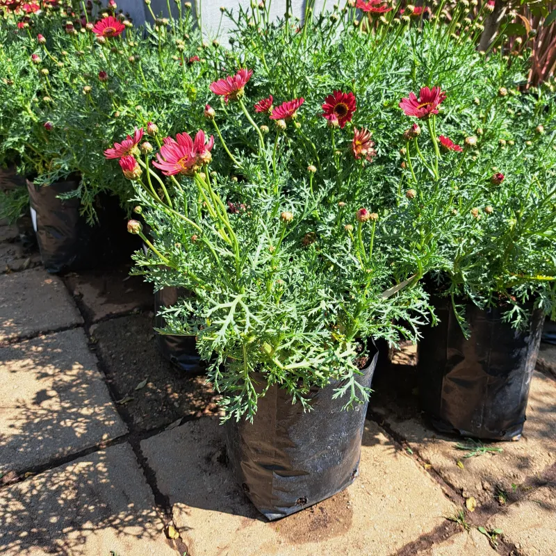Leucanthemum x Superbum "Daisy Bush Red" 4Liter