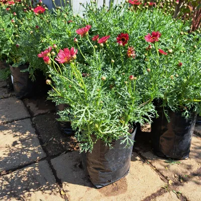 Leucanthemum x Superbum "Daisy Bush Red" 4Liter