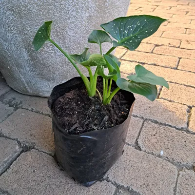 Zantedeschia Albomaculata Spotted Leaf Arum Lily "Varkore" 4Liter