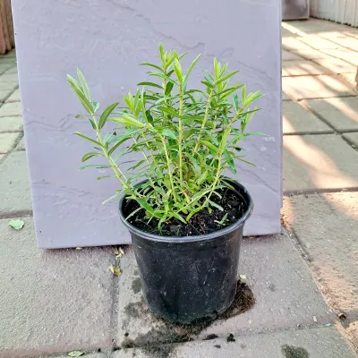 Hebe Emily "Shrubby Hebe" 17cmPot