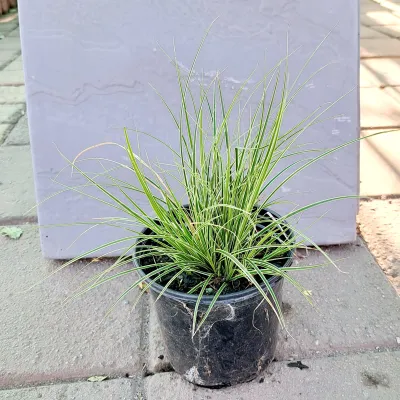 Carex Morrowii "Japanese Sedge" 15cm