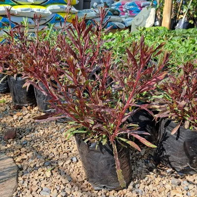 Gaura Lindheimeri "Butterfly Bush" Pink 4L