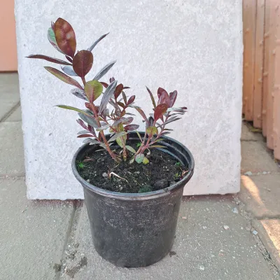 Hebe Amy "Shrubby Veronica" 17cmPot