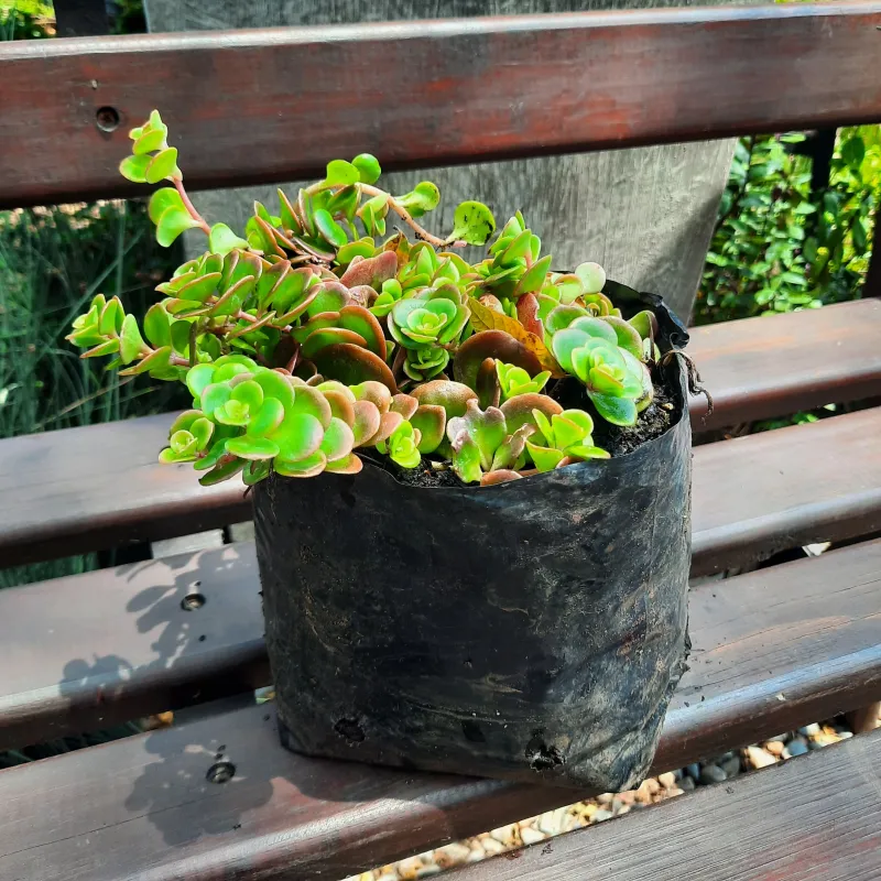 Sedum Hybrid "Brown Stonecrop" 2Liter
