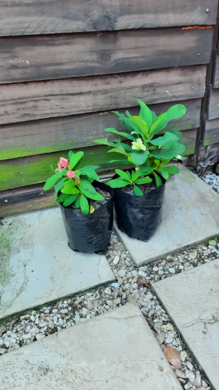 Euphorbia Milii "Christ Thorn" Hybrid Mixed Colours 3Liter