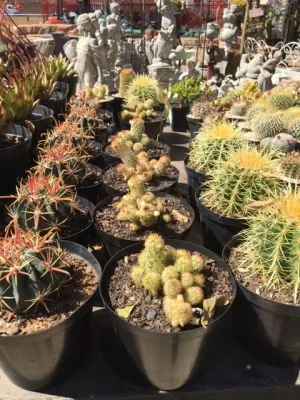 Cactus 15cm Mixed