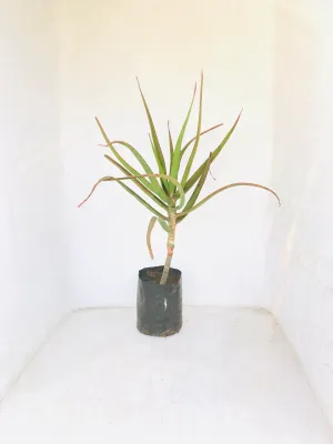 Aloe Barberae &quot;Tree Aloe or Boom Aalwyn&quot;