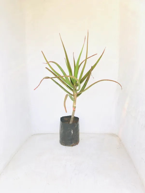 Aloe Barberae &quot;Tree Aloe or Boom Aalwyn&quot;
