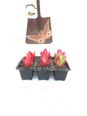 Crassula captitella "Campfire Crassula" 6pack