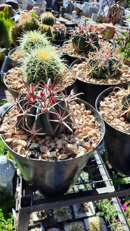 Cactus "Mixed Variety" 19cmPot