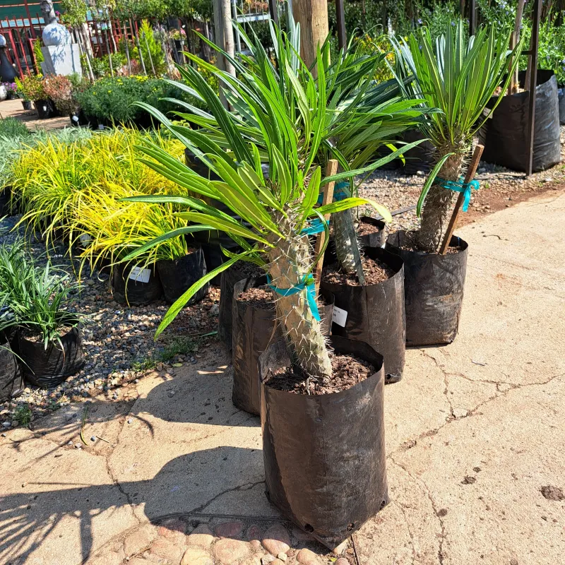 Pachypodium Lamerei assorted  (Halfmens) 10Liter