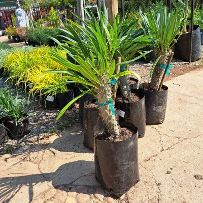 Pachypodium Lamerei assorted  (Halfmens) 10Liter
