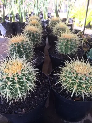 Cactus 18cm mixed