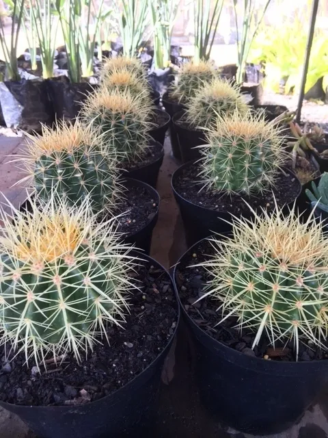 Cactus 18cm mixed