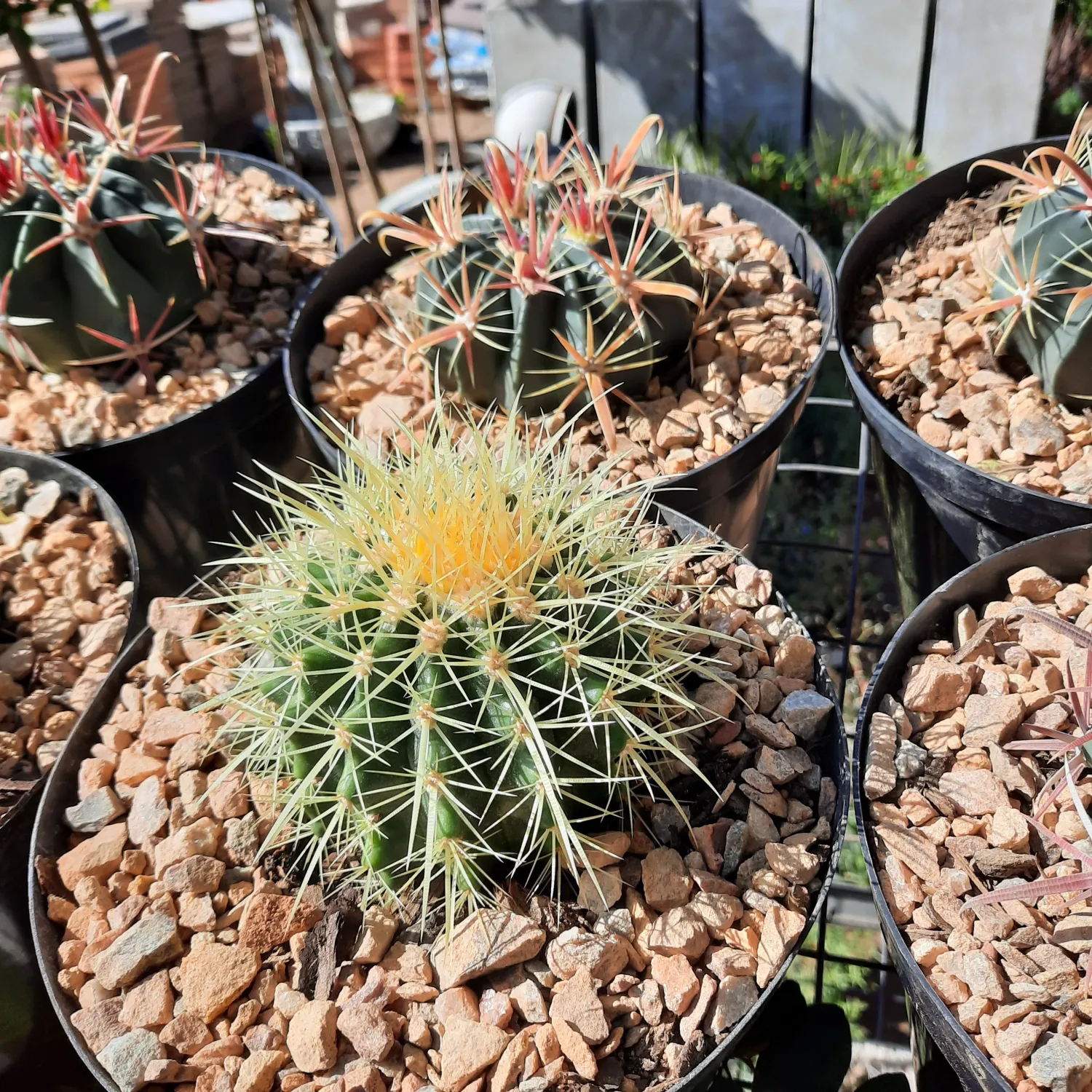 Cactus 19cm Mixed