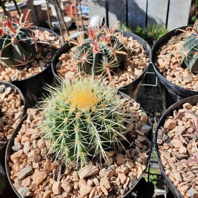 Cactus 19cm Mixed