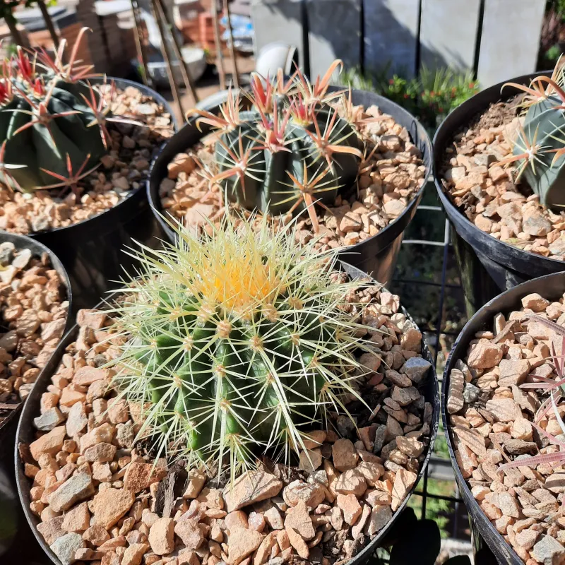 Cactus 19cm Mixed