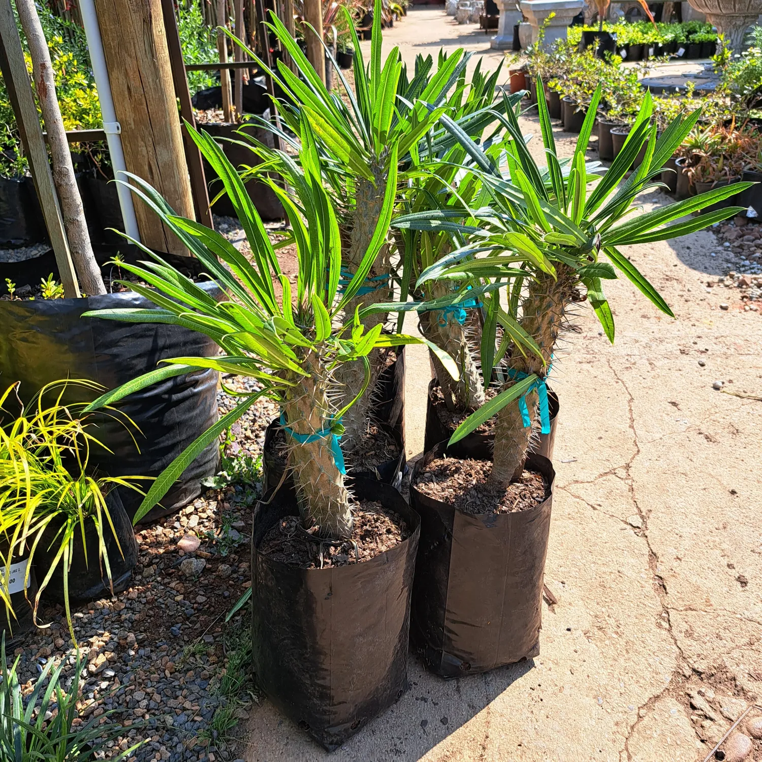 Pachypodium assorted (Halfmens) 10L